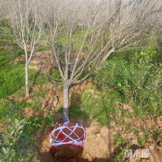 高度350厘米木槿