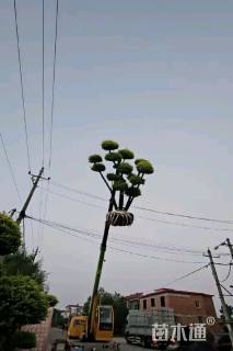 高度200厘米六道木