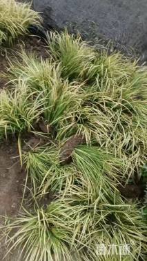 高度20厘米金叶石菖蒲