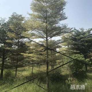 10公分锦叶榄仁