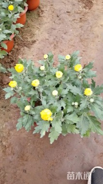 高度35厘米国庆菊