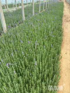 高度22厘米薰衣草