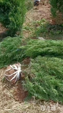 高度160厘米塔柏