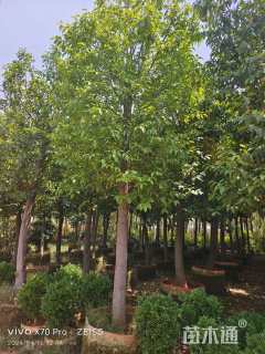 10公分肋果茶