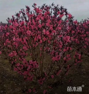 高度200厘米红叶碧桃球