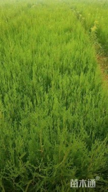 高度100厘米侧柏