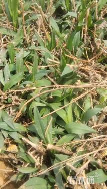 高度20厘米紫苑