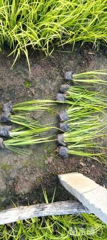 高度30厘米金叶石菖蒲