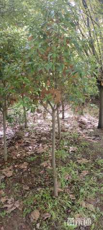 高度200厘米花石榴