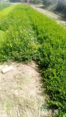 主蔓长38厘米扶芳藤