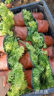 高度15厘米金叶佛甲草