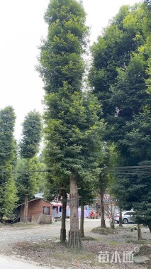 25公分桢楠
