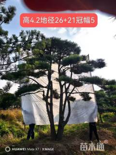 26公分造型黑松