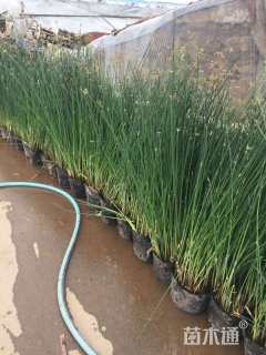 高度50厘米水葱