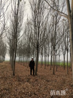 15公分白蜡