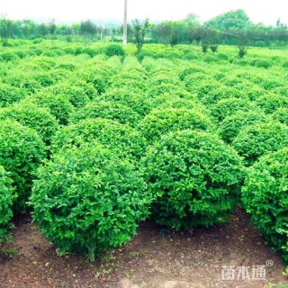 高度40厘米小叶女贞