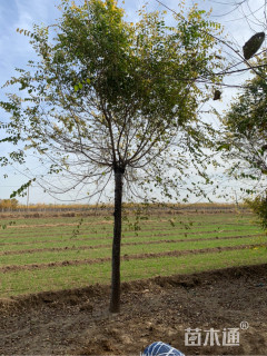 15公分中华金叶榆