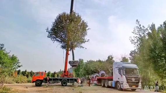 20公分北美海棠