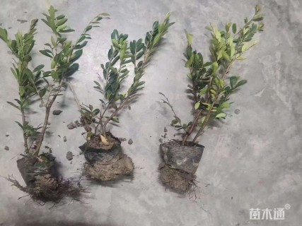 高度40厘米小叶蚊母