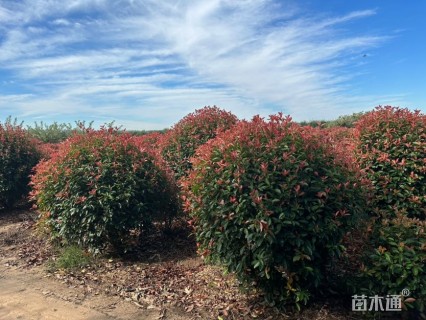 冠幅150厘米红叶石楠球