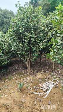 高度180厘米茶花