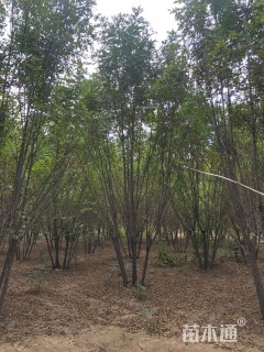 高度701厘米丛生白蜡