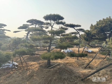 15公分造型黑松