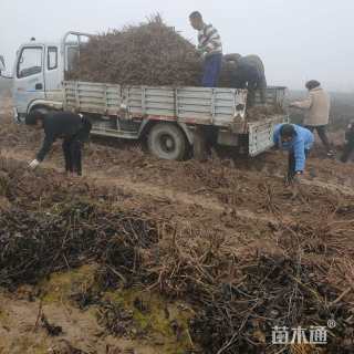 高度78厘米芍药
