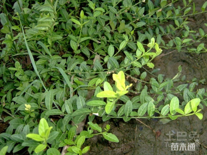 50厘米小叶扶芳藤