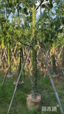 10公分美丽异木棉