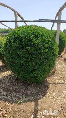 冠幅150厘米大叶黄杨球
