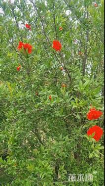 高度300厘米丛生花石榴