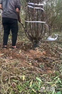 高度250厘米丛生花石榴