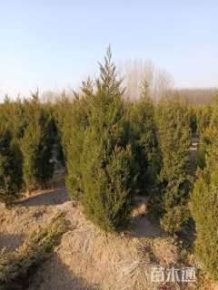 高度220厘米塔柏