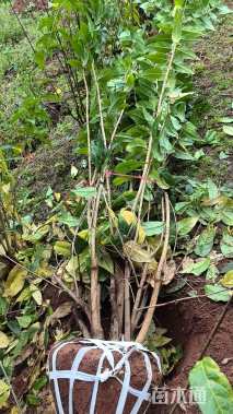 高度200厘米蜡梅