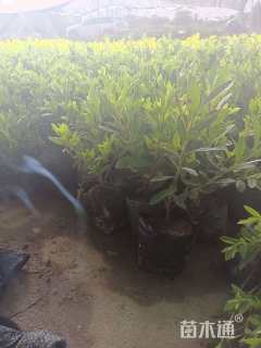 高度30厘米茶梅