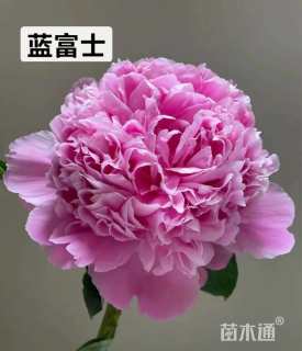 高度90厘米芍药