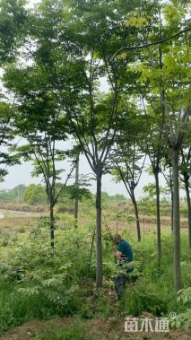 12公分栾树