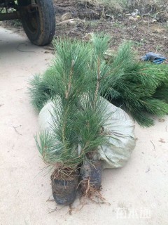 高度25厘米油松小苗