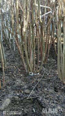 高度350厘米丛生紫薇