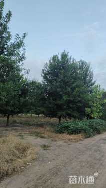 22公分美国红枫