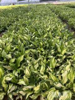 高度15厘米花叶玉簪