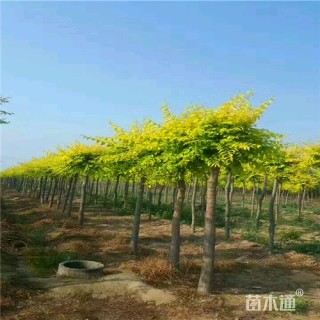 10公分金叶榆