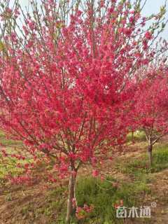 10公分红叶碧桃