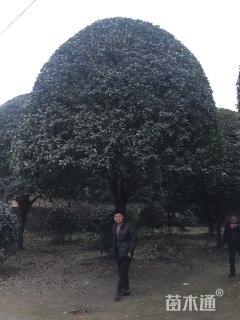 20公分桂花