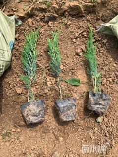 高度20厘米沙地柏