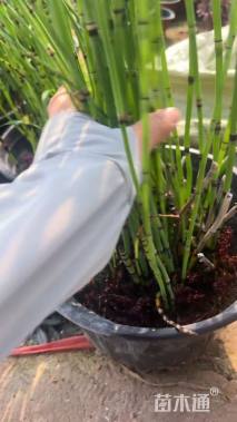 高度60厘米木贼