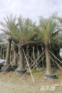 裸干高250厘米银海枣