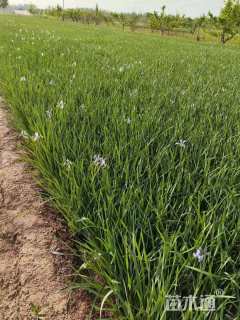 高度25厘米马莲