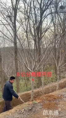 8公分樱花